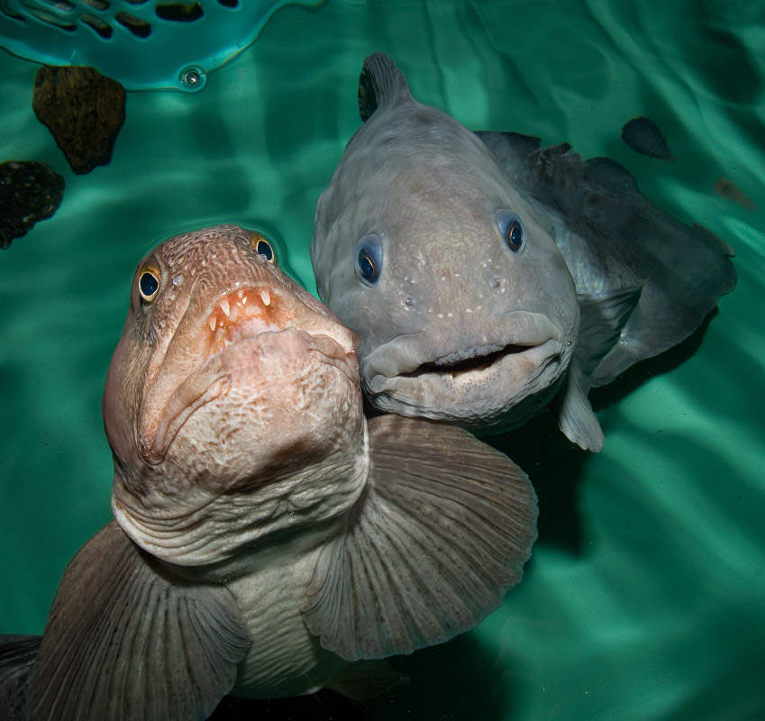 Catfish are social animals, they stick together © Polaria