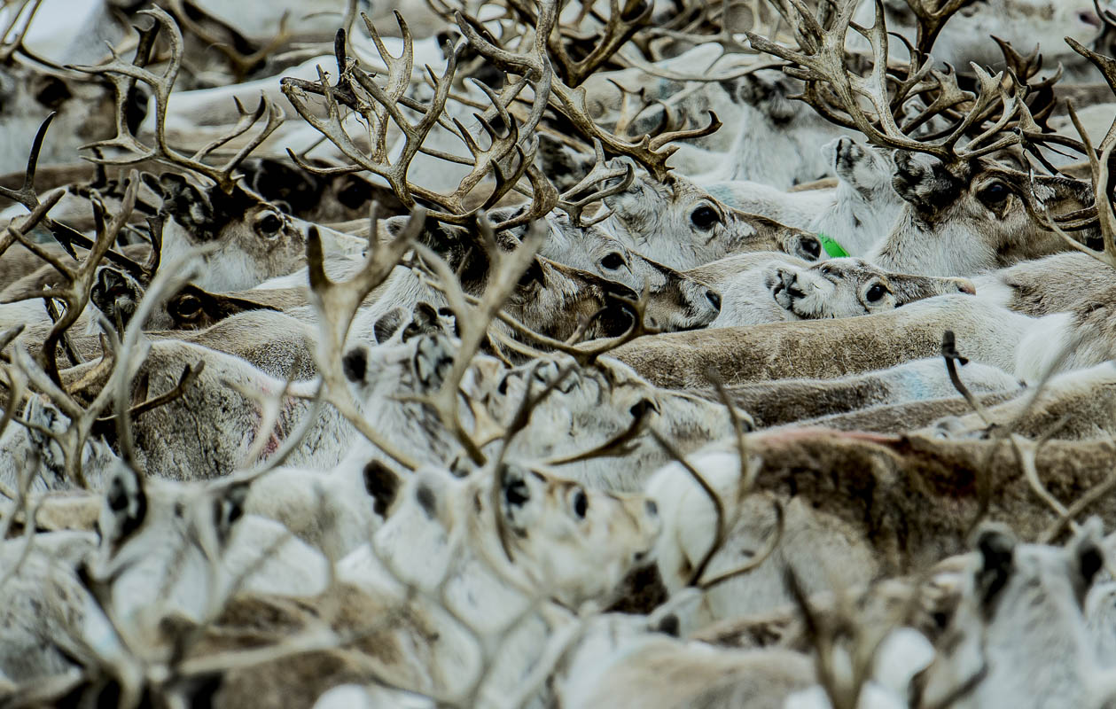 The reindeer migration is an ancient tradition in Finnmark - Visit Northern Norway