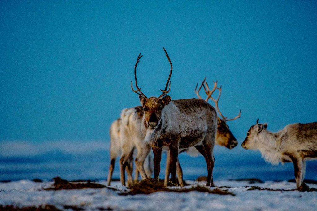 The reindeer migration is an ancient tradition in Finnmark - Visit ...