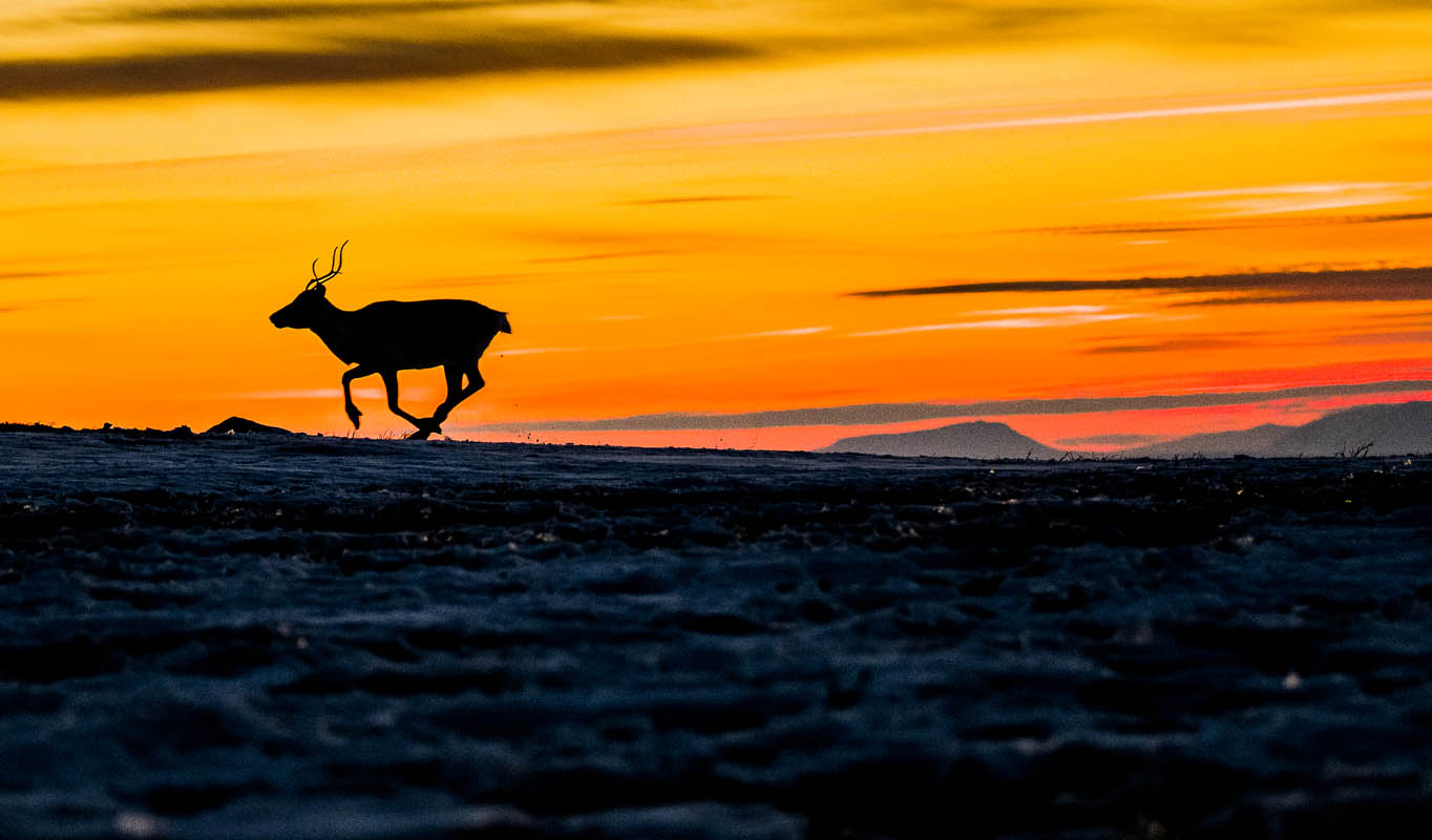 A reindeer running with a sunset backdrop © Thomas Rasmus Skaug