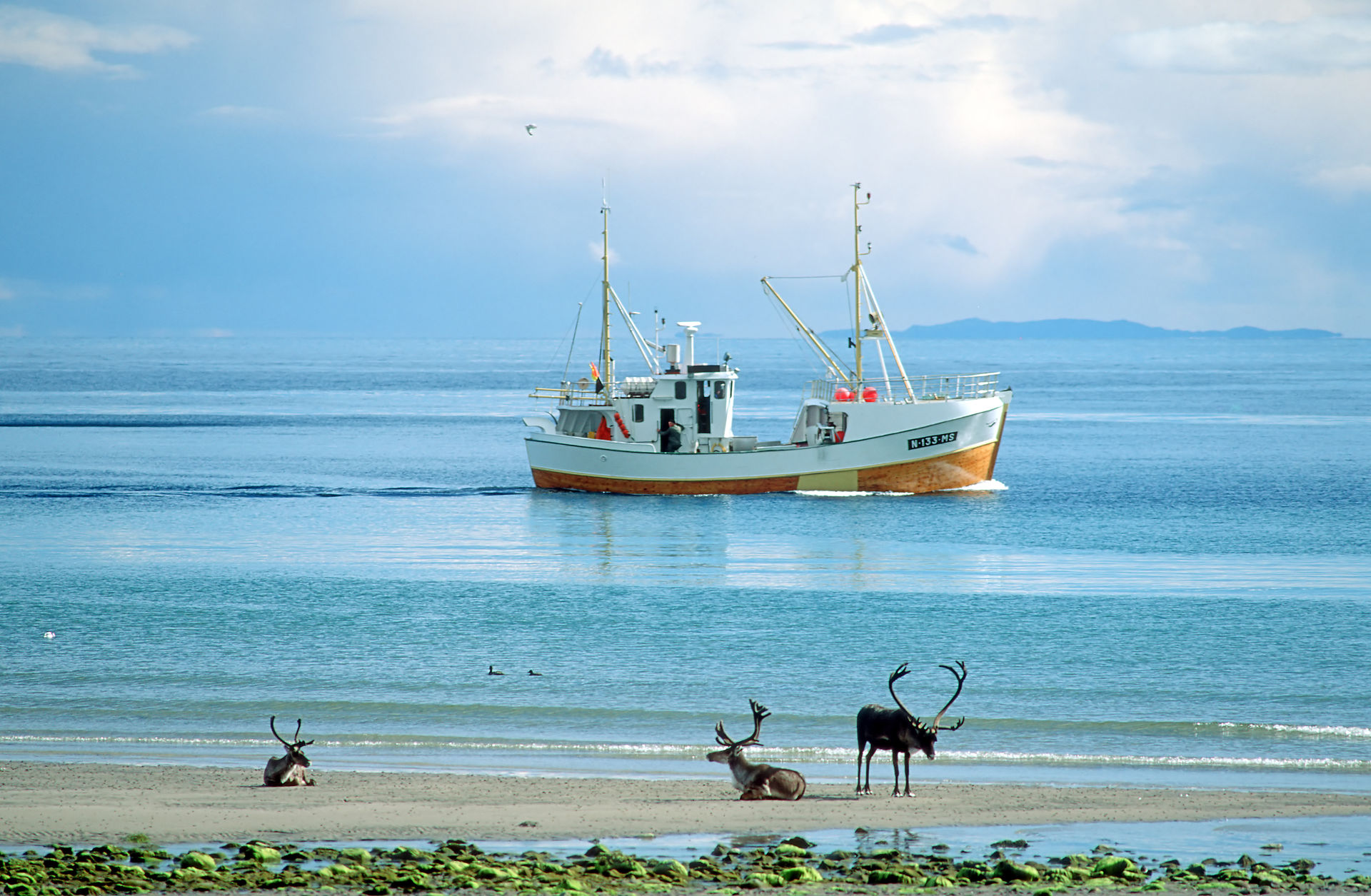 Both reindeer and fishing are part of the Varanger Summer © Bjarne Riesto riesto.no /www.nordnorge.com