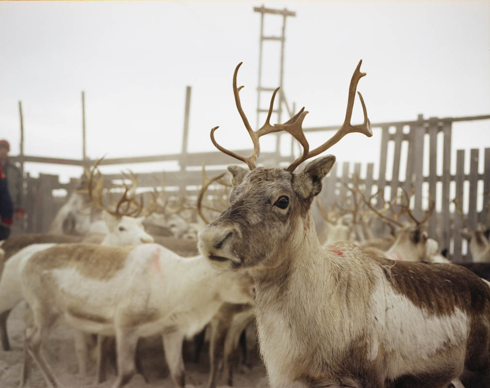 Reindeer were a means of survival in the past(C) Jørn Tomter