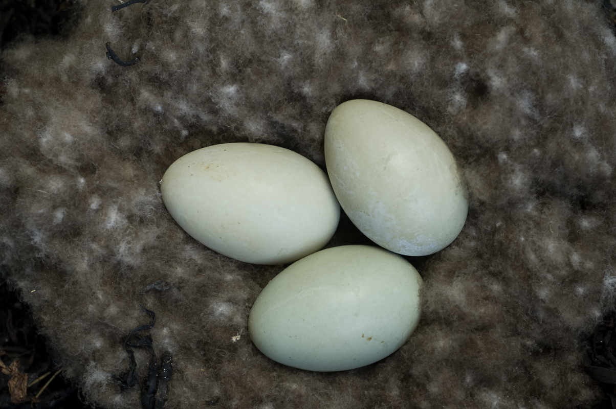 Eider duck eggs surrounded by Eider down feathers (C) Terje-Rakke