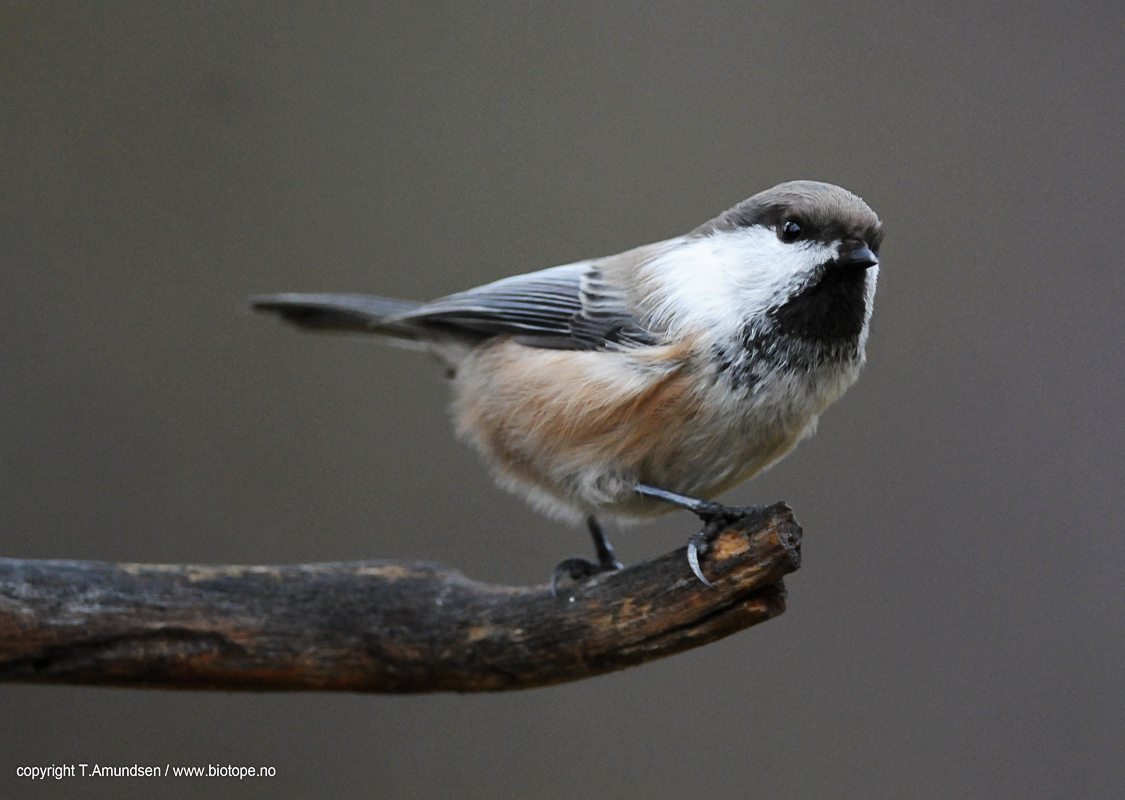 Grey-headed chickadee from the eastern forests © Biotope
