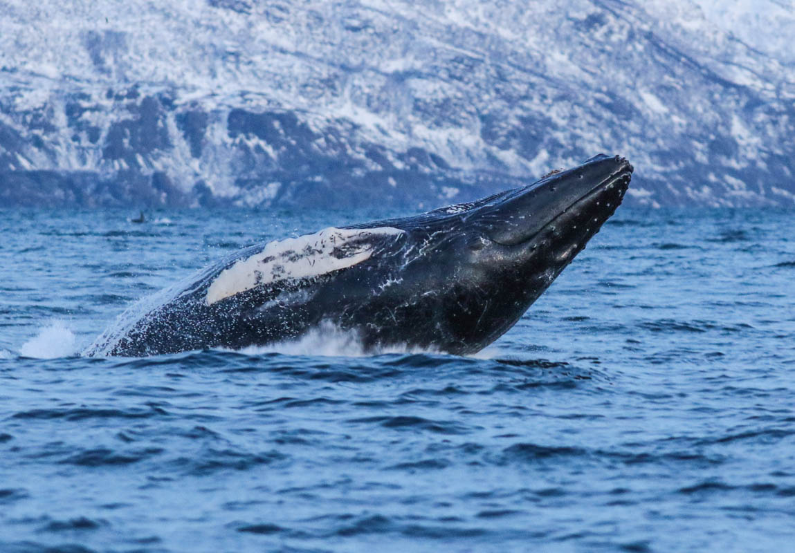 Humpback hunting for herring © Francisco Damm/ Green Gold of Norway