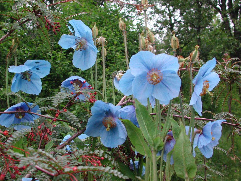 Tromsø Botanical Garden has plants from all continents - Visit Northern