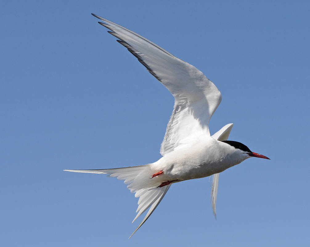 The Arctic tern lives its life in almost constant light, as it spends our winters in the Antarctic summer © Biotope