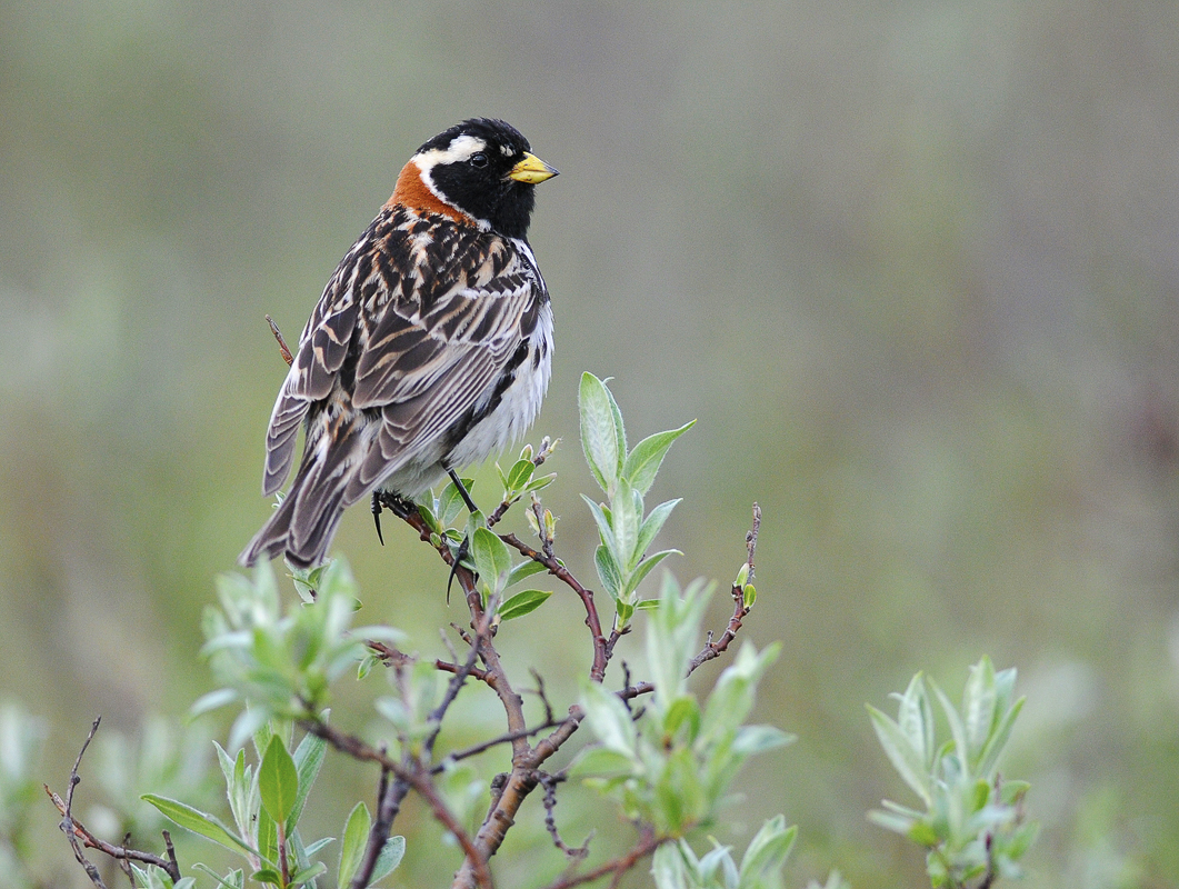 The Lapland Bunting in the Arctic shrubland © Biotope