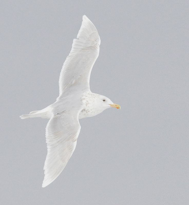 Arctic seagull © Biotope