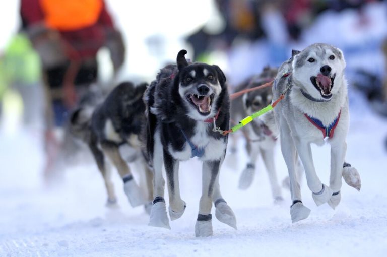 Finnmarksløpet er en årlig konkurranse for verdens beste hundekjørere © Casper Tybjerg