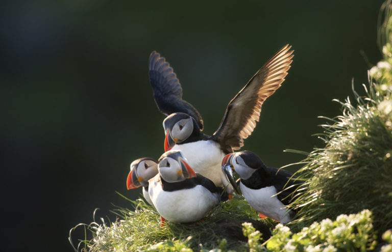 Lively at Hornøya island in summer © Ole Jørgen Liodden/nordnorge.com