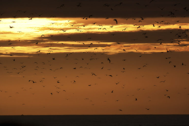 Birds fly in Midnight Sun near Vardø © Ole Jørgen Liodden / nordnorge.com