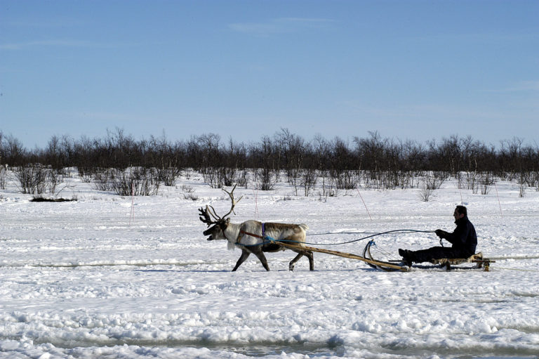 Reinsdyrslede i Kautokeino © Jørn Tomter 