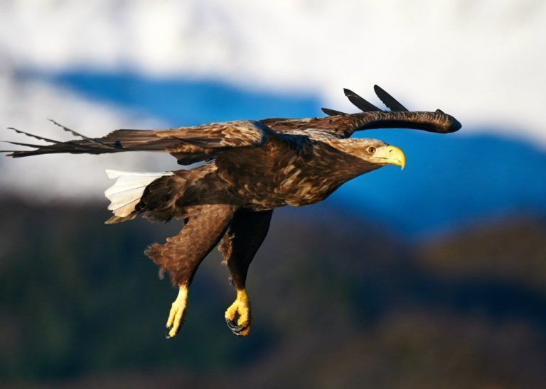 A sea eagle flying in for the catch © Huset på Yttersiden
