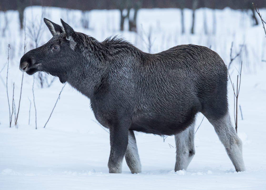 Winter is a hard time for the moose © Vesterålen Tours