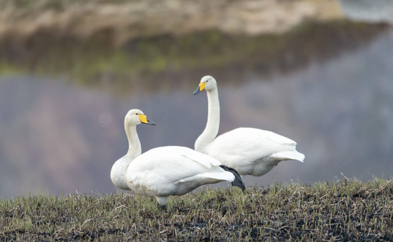 Whooper Swans - Sangsvaner @Vesterålen Tours