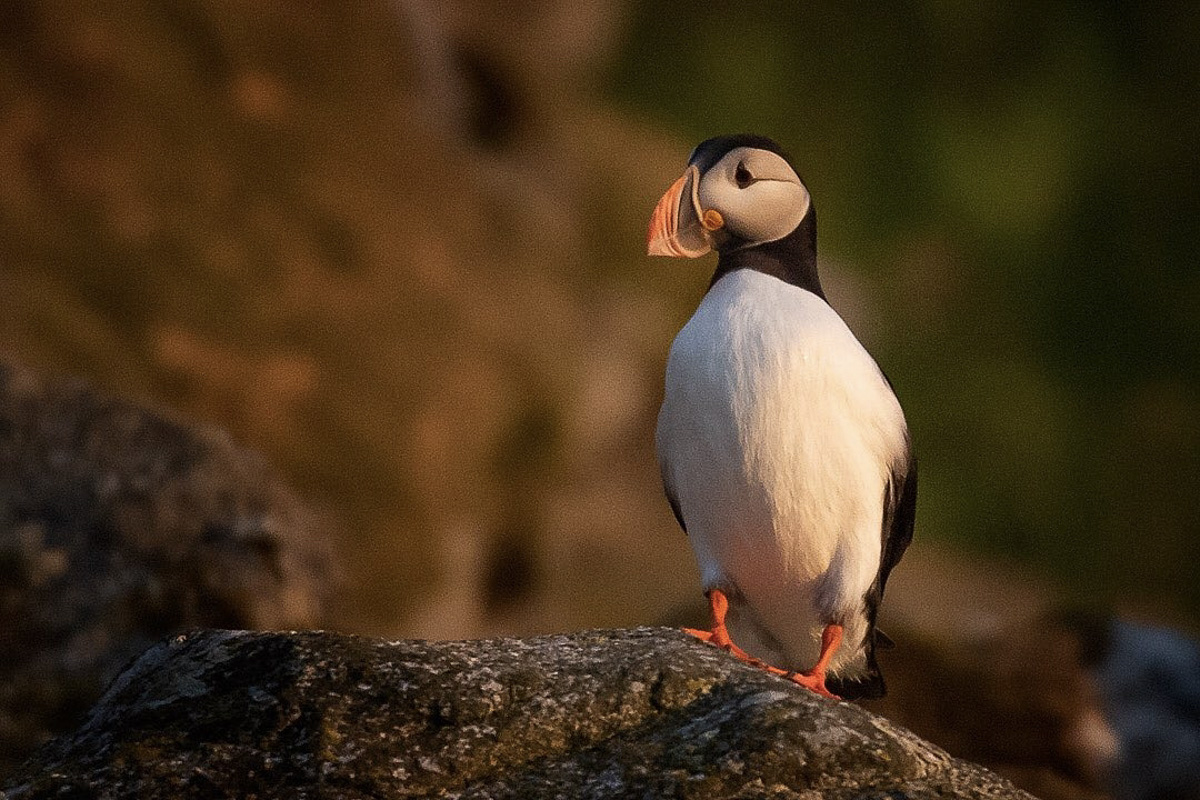 Puffin in soft Midnight light ©Anders Nilson