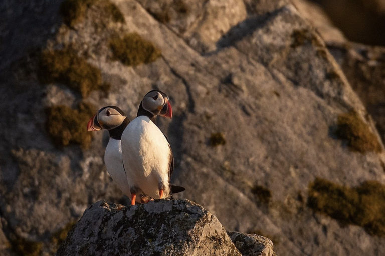 Puffins in Midnight Sun in norway