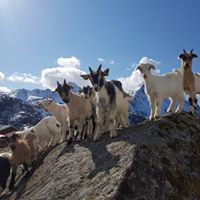 Baby goats enjoying the summer weather © Lofoten gårdsysteri