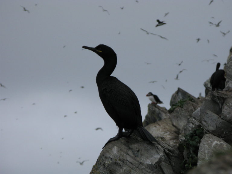 A cormorant observing the sky © Svetlana Funtusova