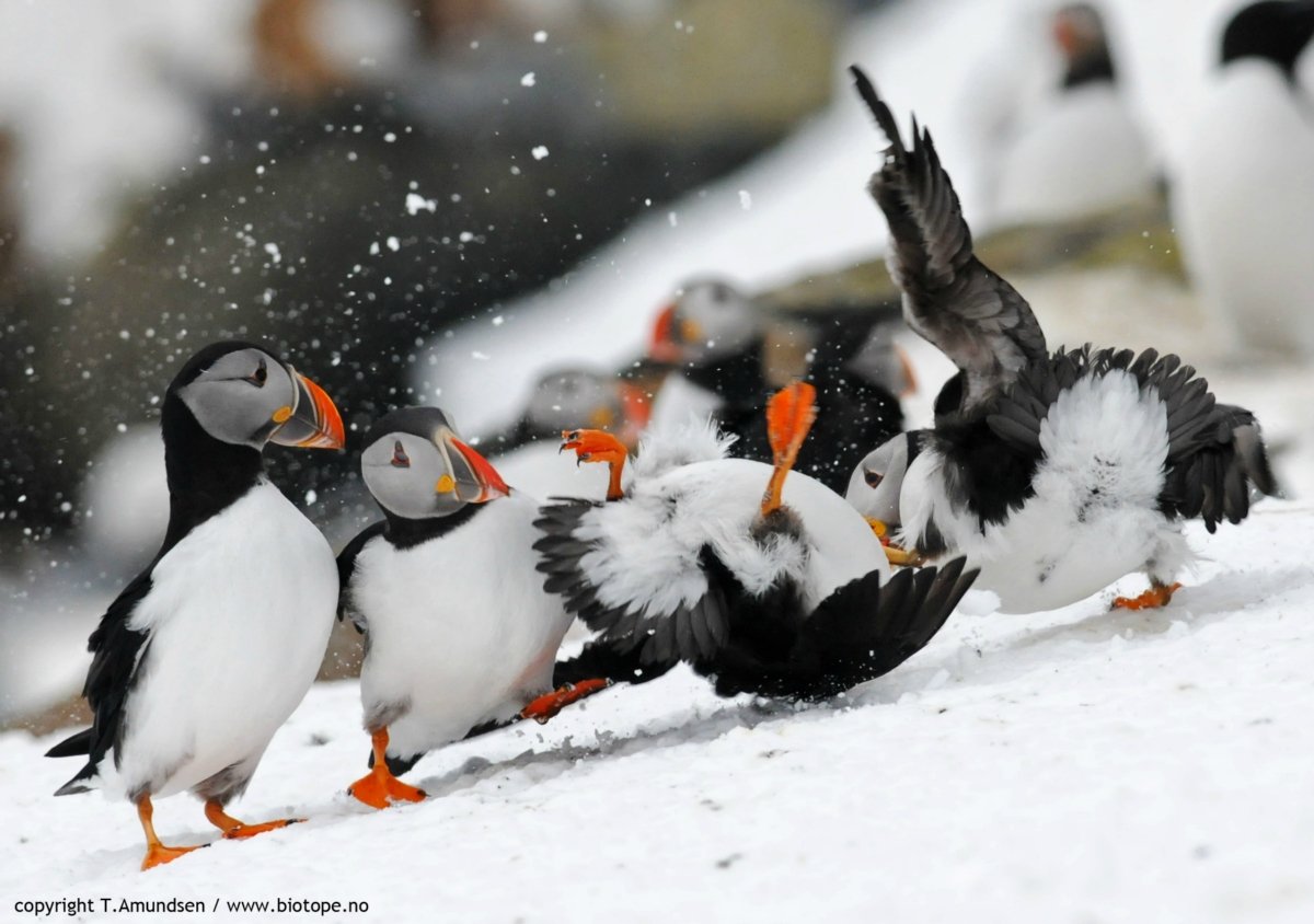 A scuffle in spring time over the good nesting places © Tormod Amundsen/Biotope