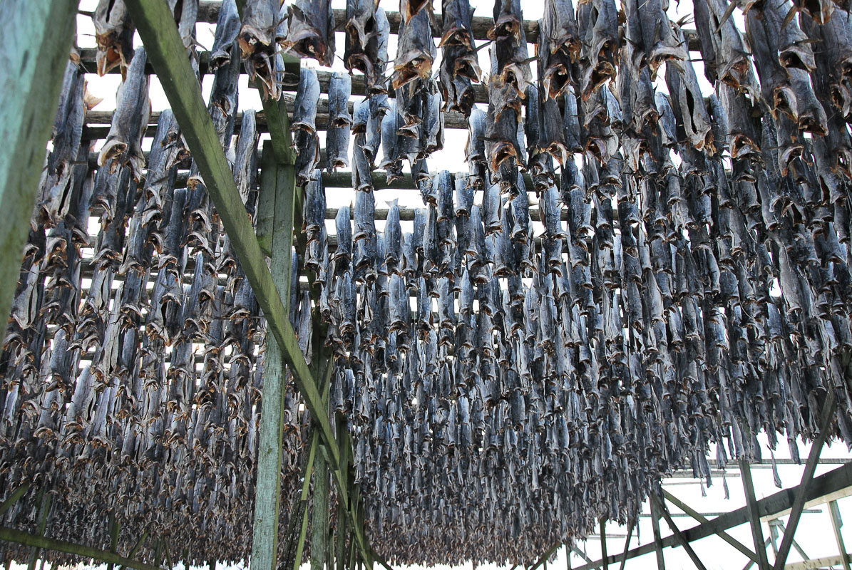 Fish drying racks are a common sight along the coast © Knut Hansvold