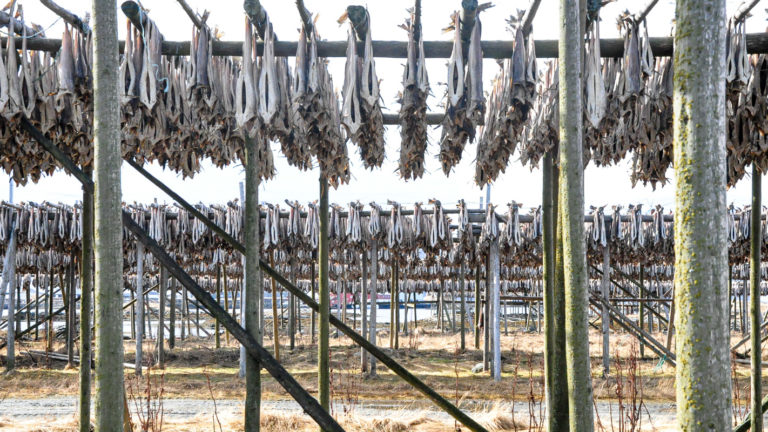 Stockfish on racks on Røst Island a day in April. Photo: Knut Hansvold / nordnorge.com