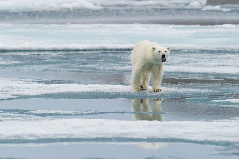 Det er ikke lov å oppsøke isbjørnen for turistformål. Men av og til kommer bamse helt av seg selv © Basecamp explorer