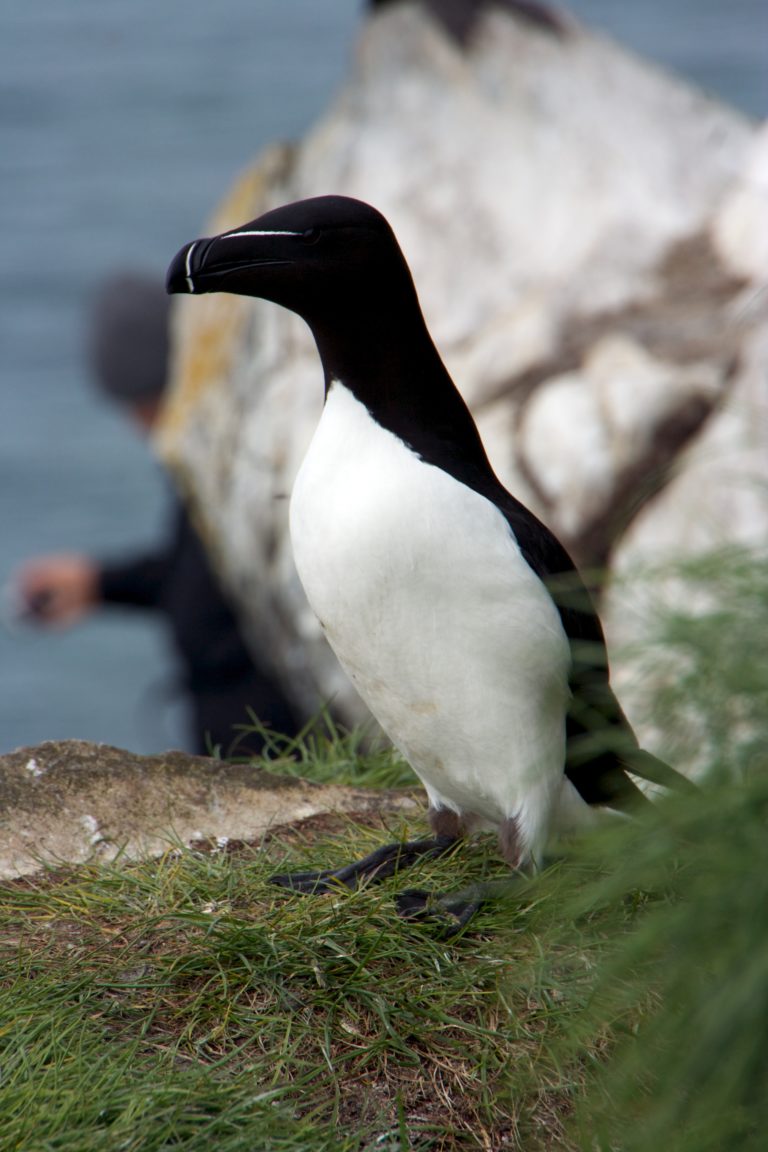 A razorbill unfazed by the passing commotion of photographers © Are Olaussen