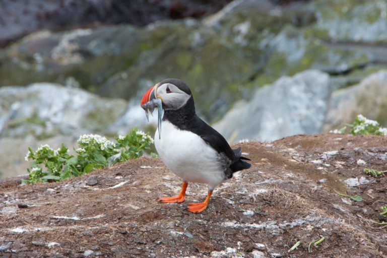 Puffin with many fish in its mouth. Their spiny tongues can hold over 10 fish at any one time © Are Olaussen