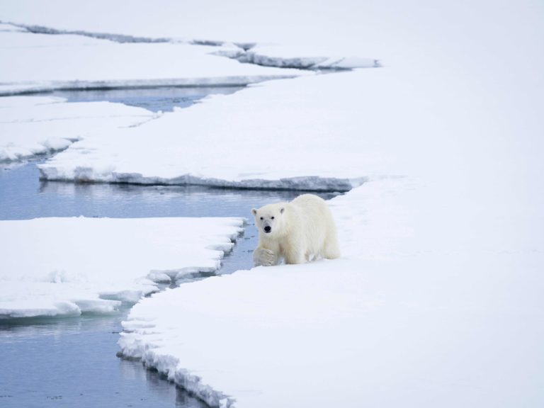 For utenom snøskred, er Isbjørn noe du må forholde deg til © Kristin Folsland Olsen