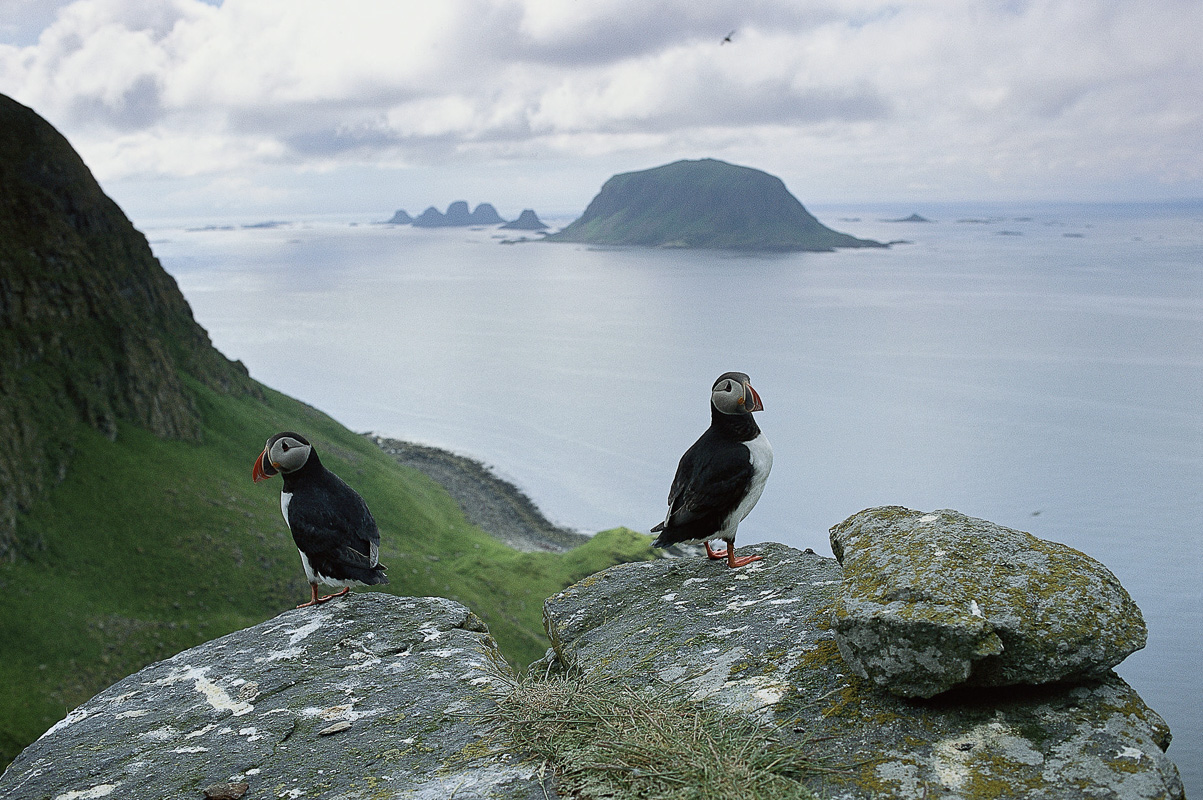 Puffins on the island of Røst, the Nykan islands afar Bård Løken