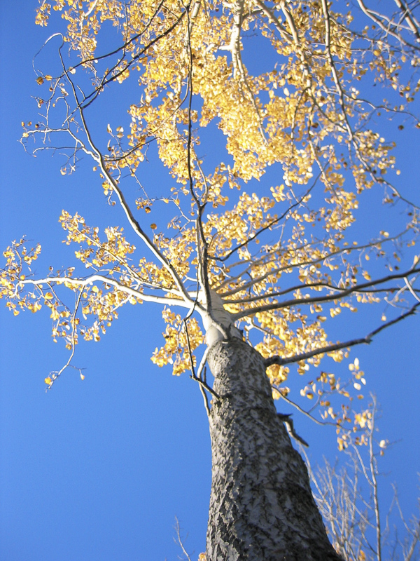 Aspens are among the first trees to become yellow, here in Alta © Nina Smedseng