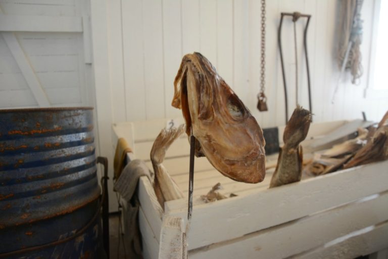 Hauan - hodene - settes på en metallspiss, og så kuttes tungene © Knut Hansvold