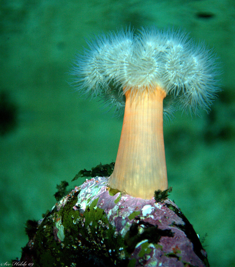 Sea anemone © Lofotakvariet