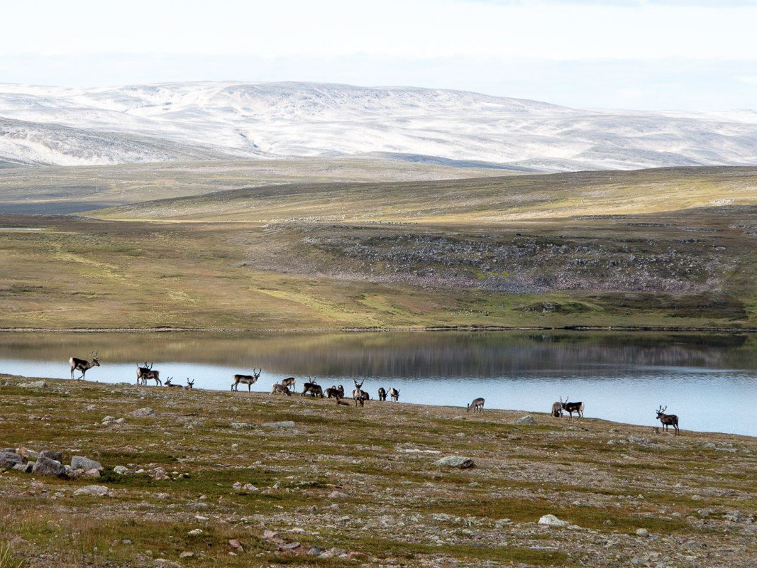 It's very likely you'll meet some reindeer during your trip © Gert Hüfner