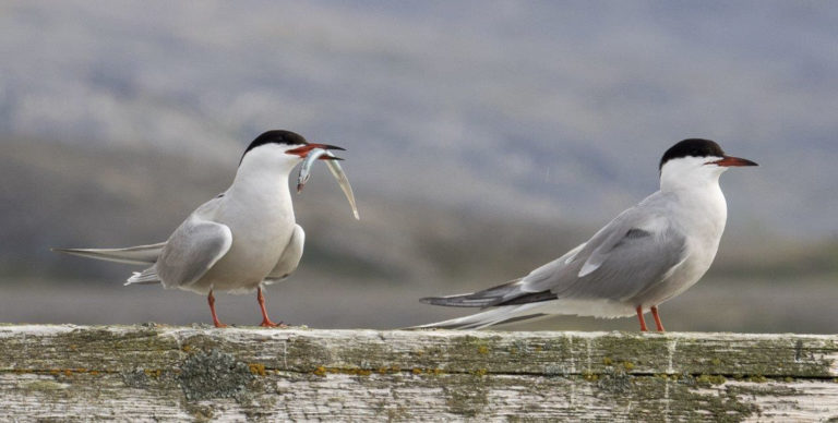 Arctic terns live along the coastline during the summer months. Don't get too close, they don't think twice about attacking © Gert Hüfner