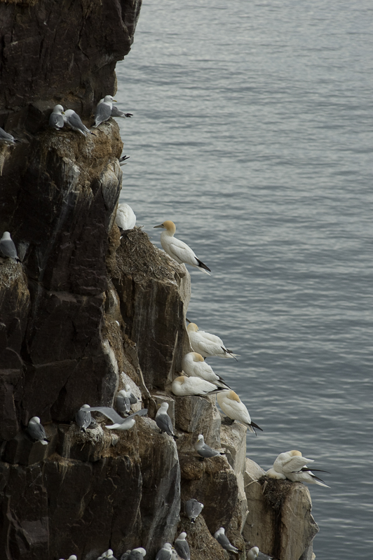 Kittiwakes and Gannets live side by side