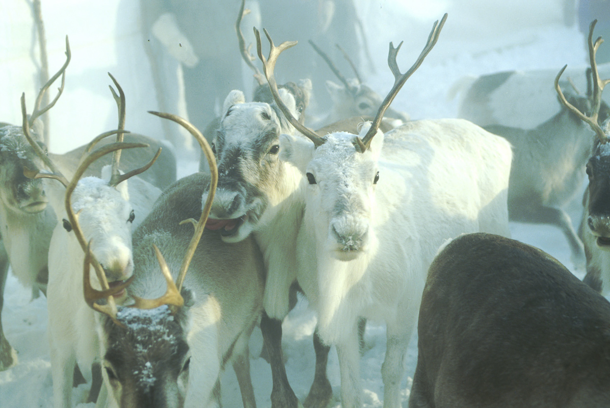 Reindeer up close in winter © Bjørn Moholt