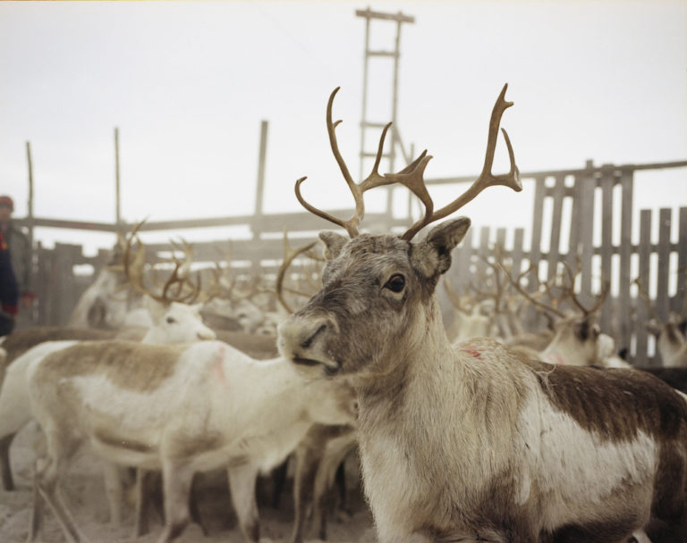 Hering the reindeer in autumn © Jørn Tomter