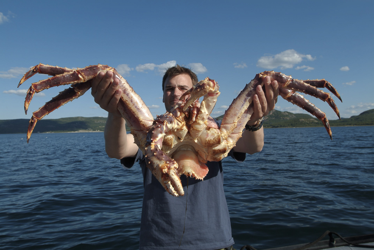 King crabs are giant monsters. But you can hold them easily © Trym Ivar Bergsmo