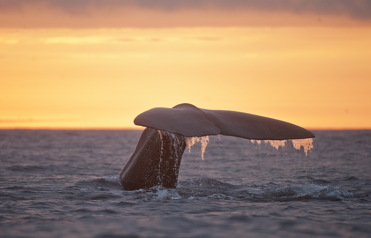 Sperm whales in midnight sun © Marten Bril