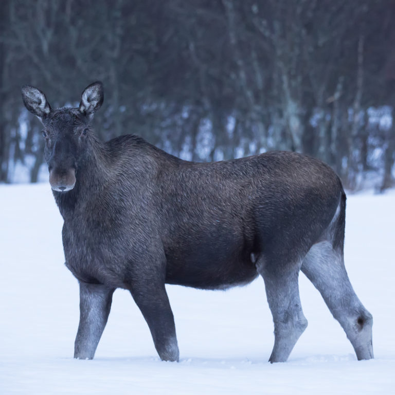 Elg til knes i snøen © Vesterålen Tours