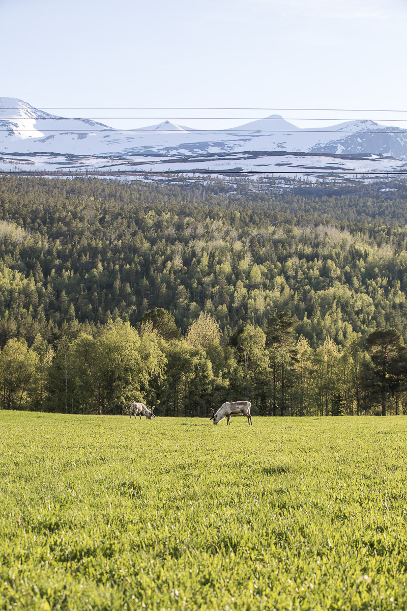 Grønne marker langs Nordlandsbanen, og en og annen rein © Kathrine Sørgård 