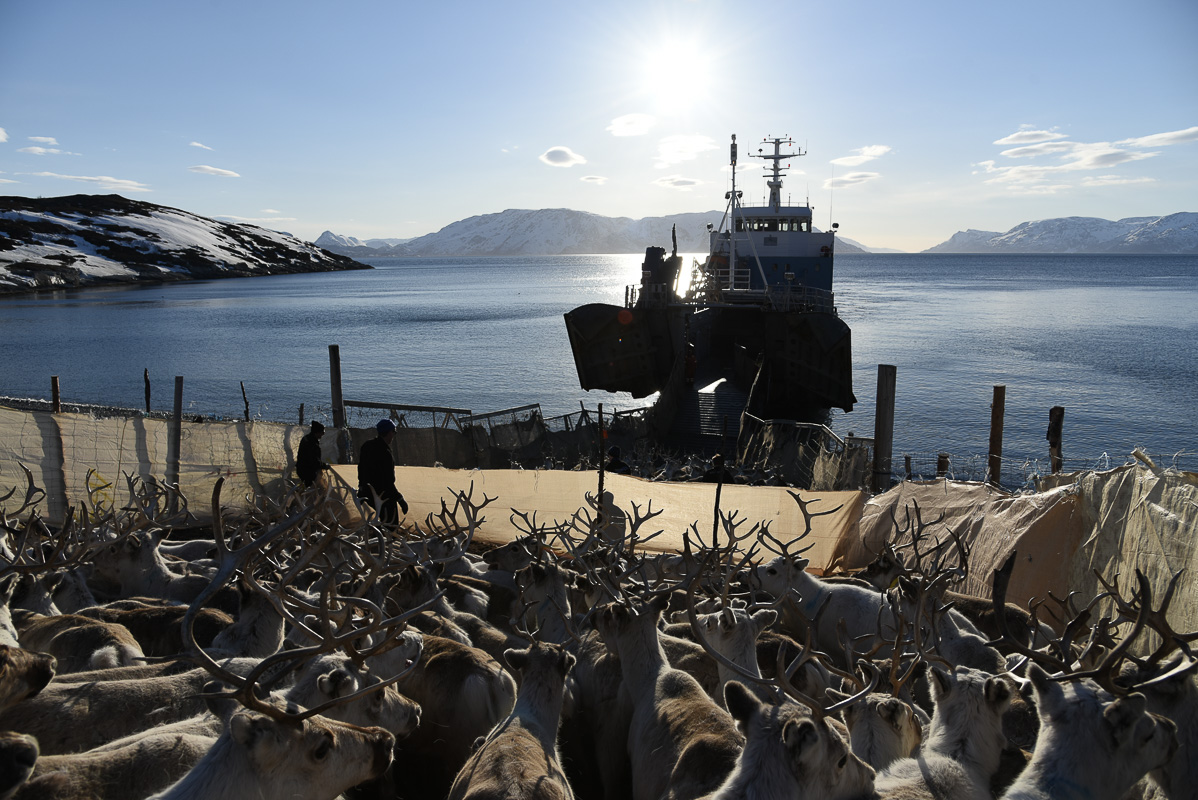 Boat transport about to happen. The reindeer are ready for boarding © Marit Helene Eira