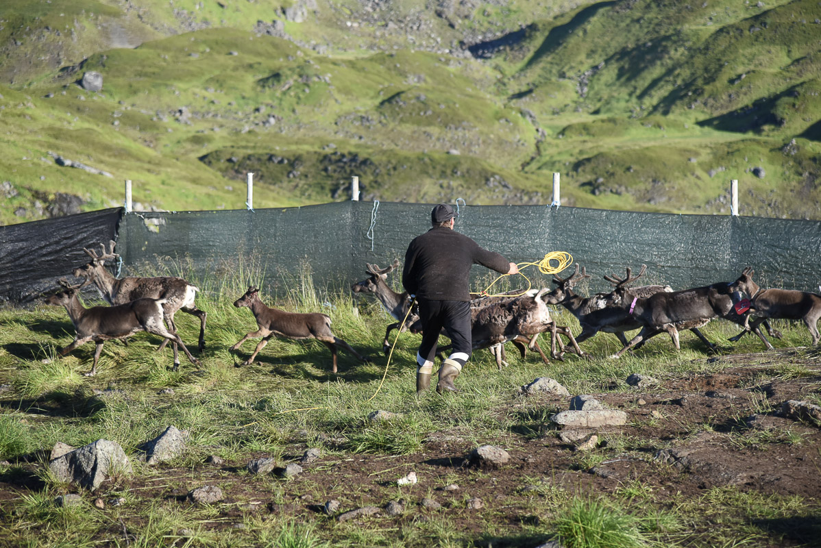 Herding the reindeer in the lands of summer © Marit Helene Eira