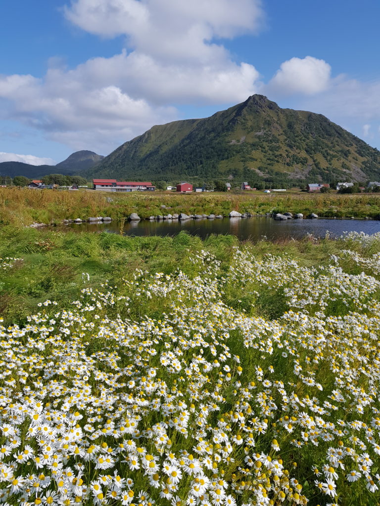 Vi slår turstier, bygger gapahuker og sitteplasser som vil gi gode nærturmål for deg og din familie. Foto: Marmelkroken