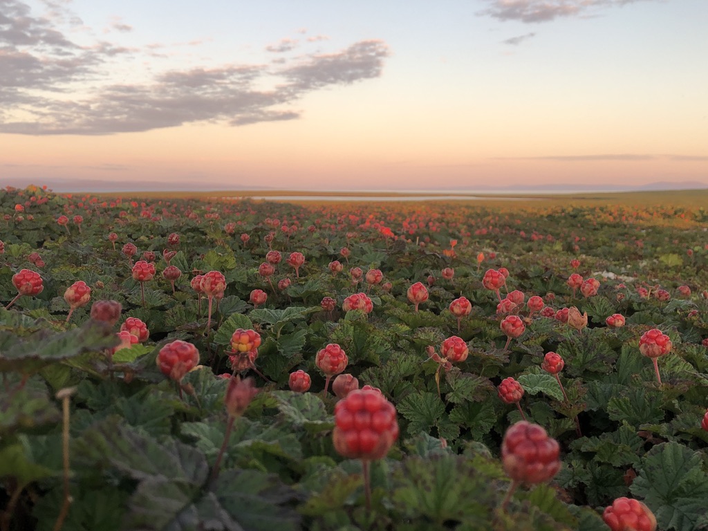 The Tamsøy cloudberries ripening in the Midnight Sun © Tamsøya