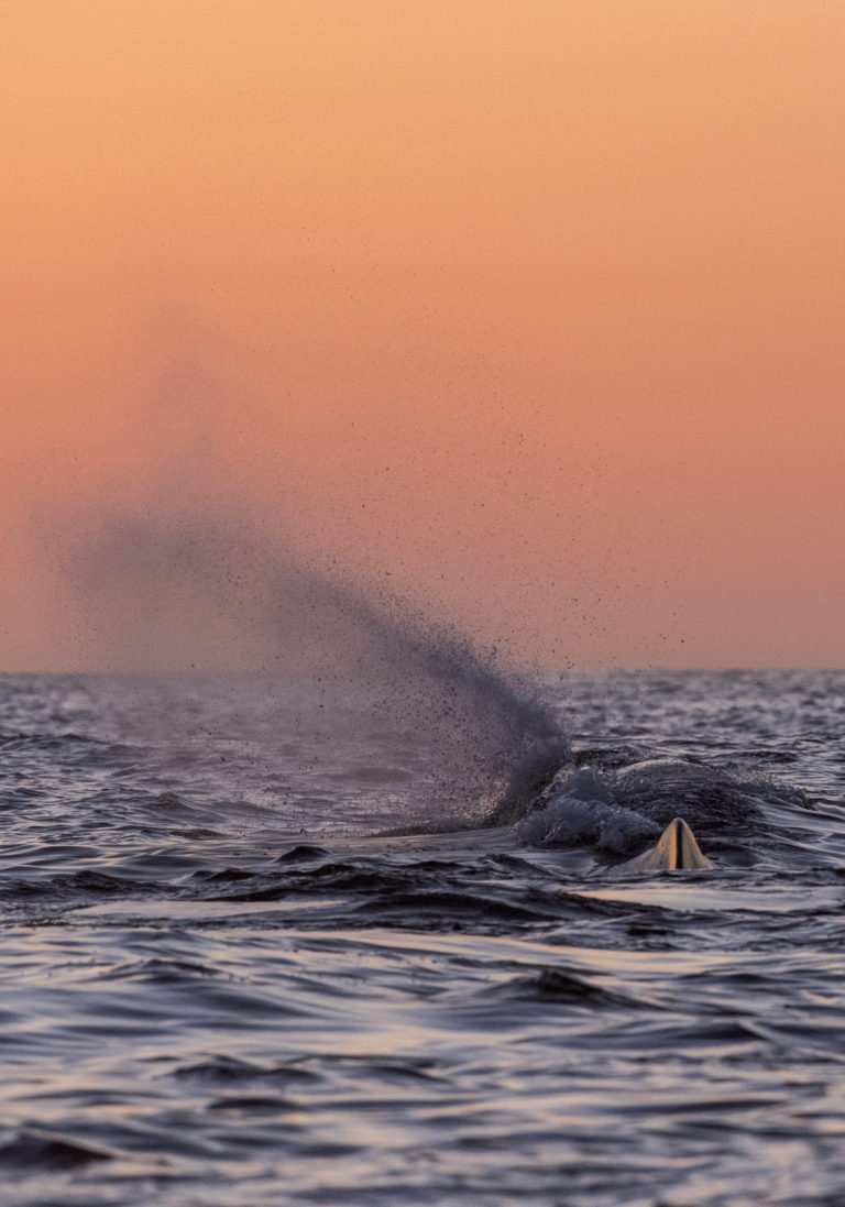A spermwhale in the water breathing after a dive down to 1300 metres © Vesterålen / Whale2sea