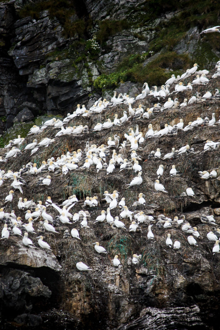 Gannets © Katelin Pell